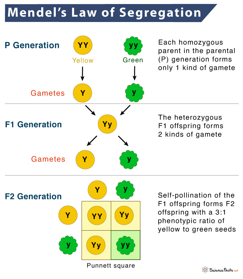 law of segregation assignment