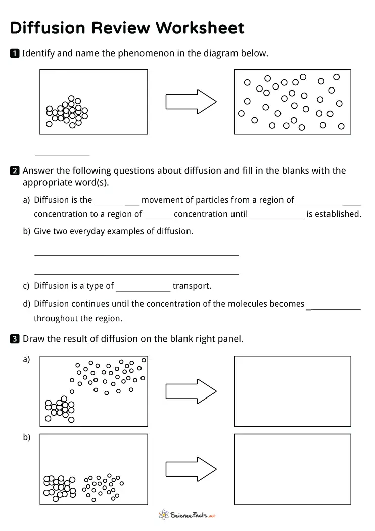 Diffusion Activity Investigation Worksheet