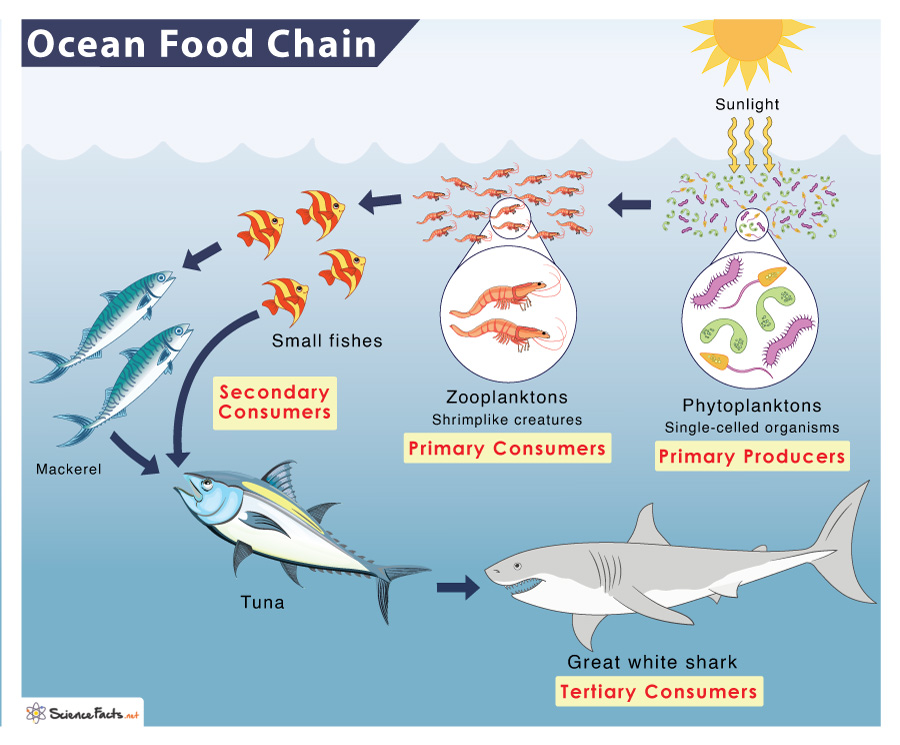 Ocean (Marine) Food Chain: Examples and Diagram