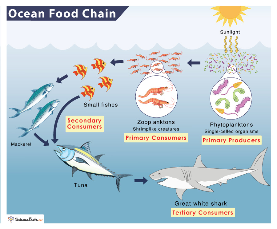 pacific ocean animals food chain