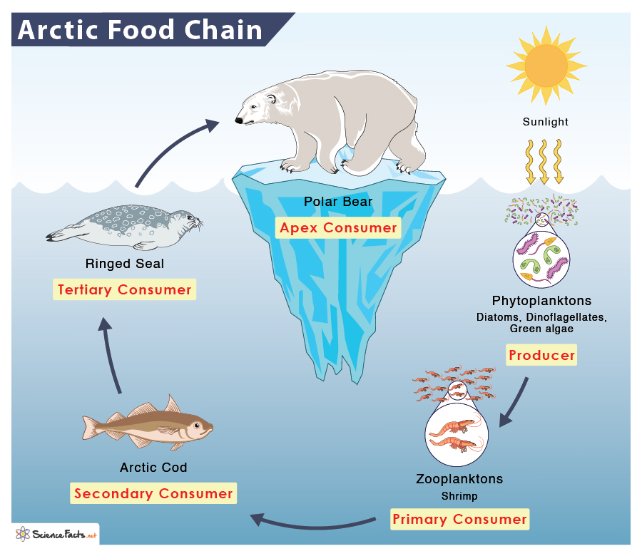 Arctic Food Chain