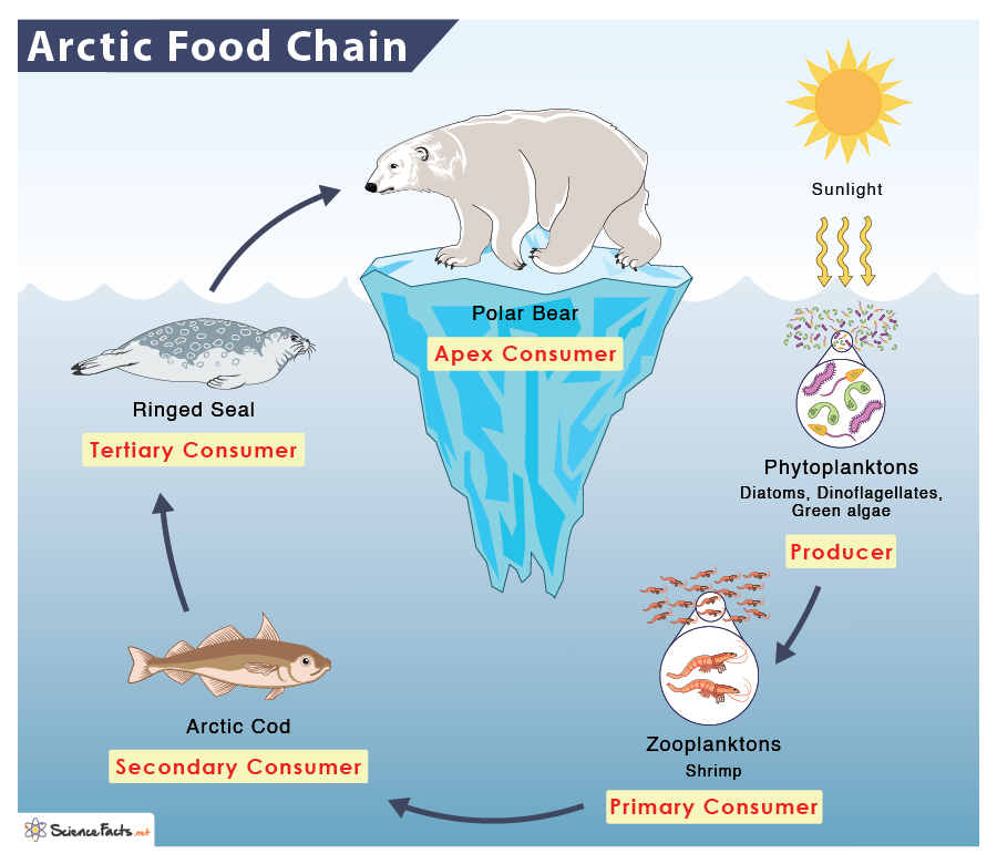 arctic ocean animals and plants