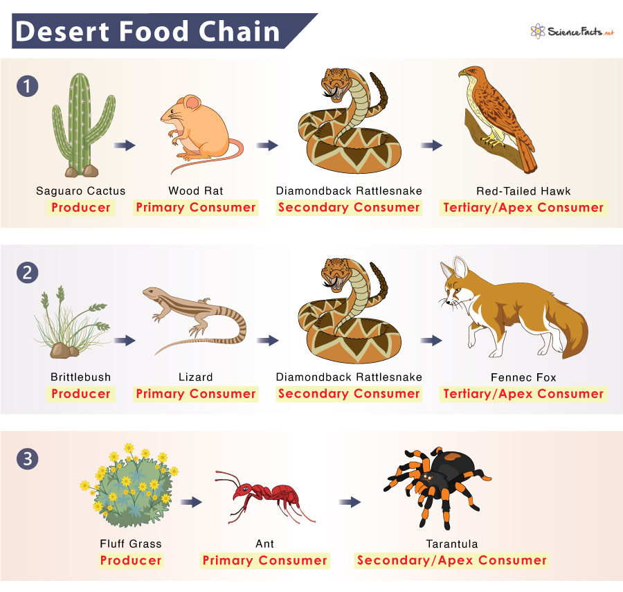Desert Food Chain: Example and Diagram