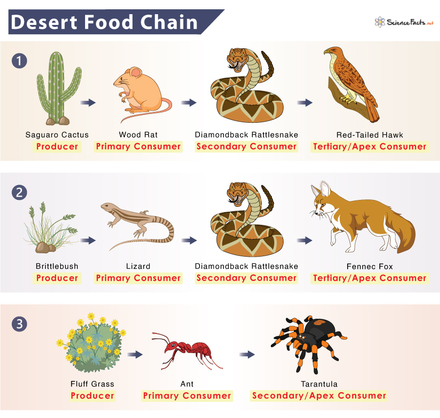 Desert Ecosystems Food Web