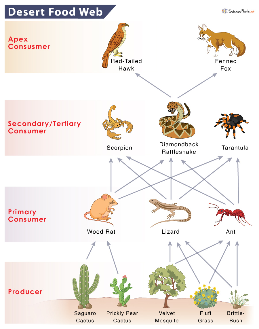 Life Science Reading Comprehension Passages Organisms and Environments  Grade 3-4 (PDF) | Made By Teachers