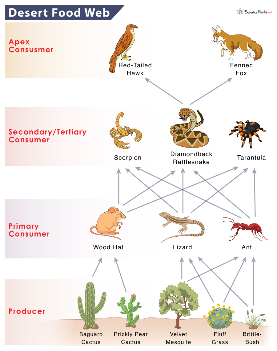 Desert Ecosystems Food Web