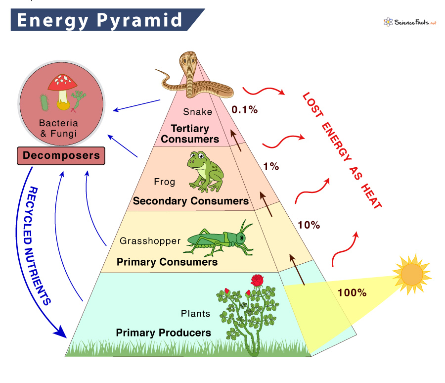 Energy Pyramid Model For Ecosystems Learn About Food Chains Food Webs ...