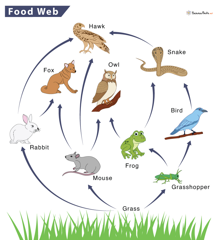 Food Web – Definition, Trophic Levels, Types, and Example
