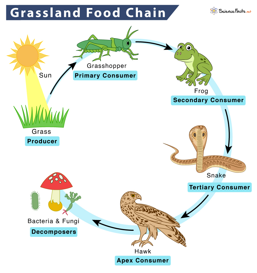 Grassland Food Chain - Examples and Diagram