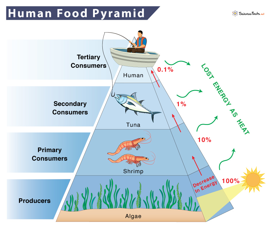 Food Chain Diagram Pyramid