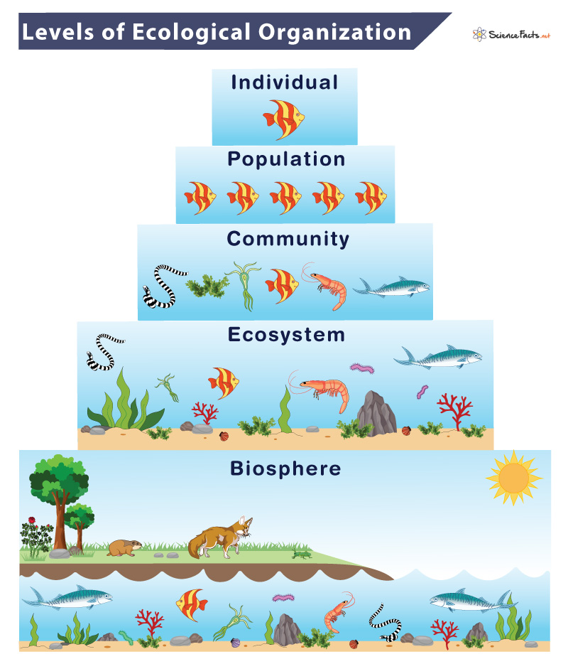 What are the 4 main levels of ecology?