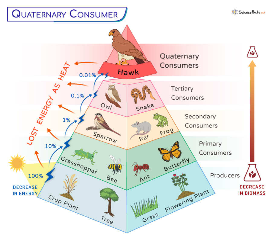 Quaternary Consumer