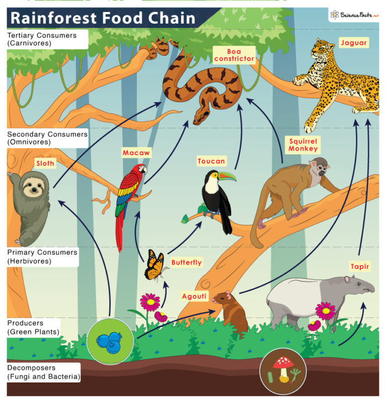 Tropical Rainforest Food Chain Examples and Diagram