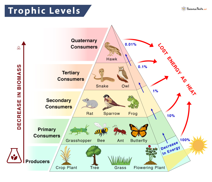 Trophic Pyramid Definition And Examples Energy Pyramid Food Chain ...