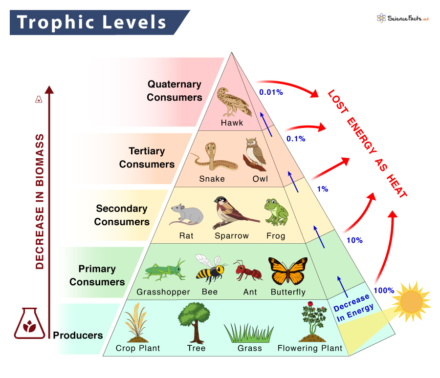 Food Chain To Food Pyramid Matter Science Life Science Classroom | My ...