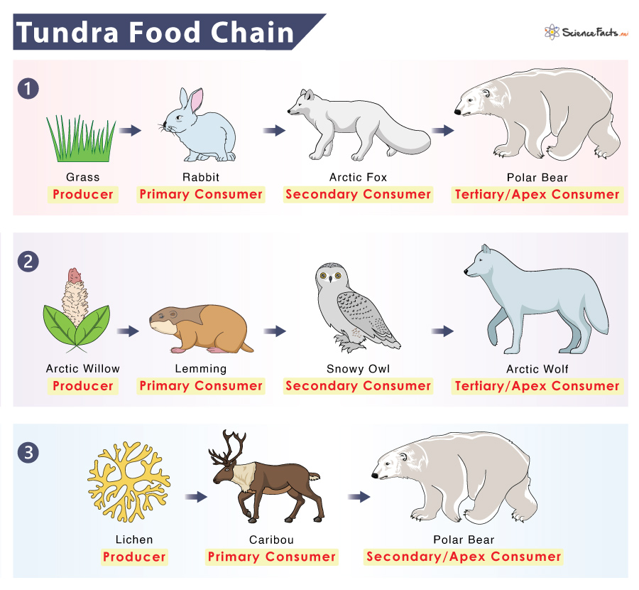 Tundra Food Chain: Examples and Diagram