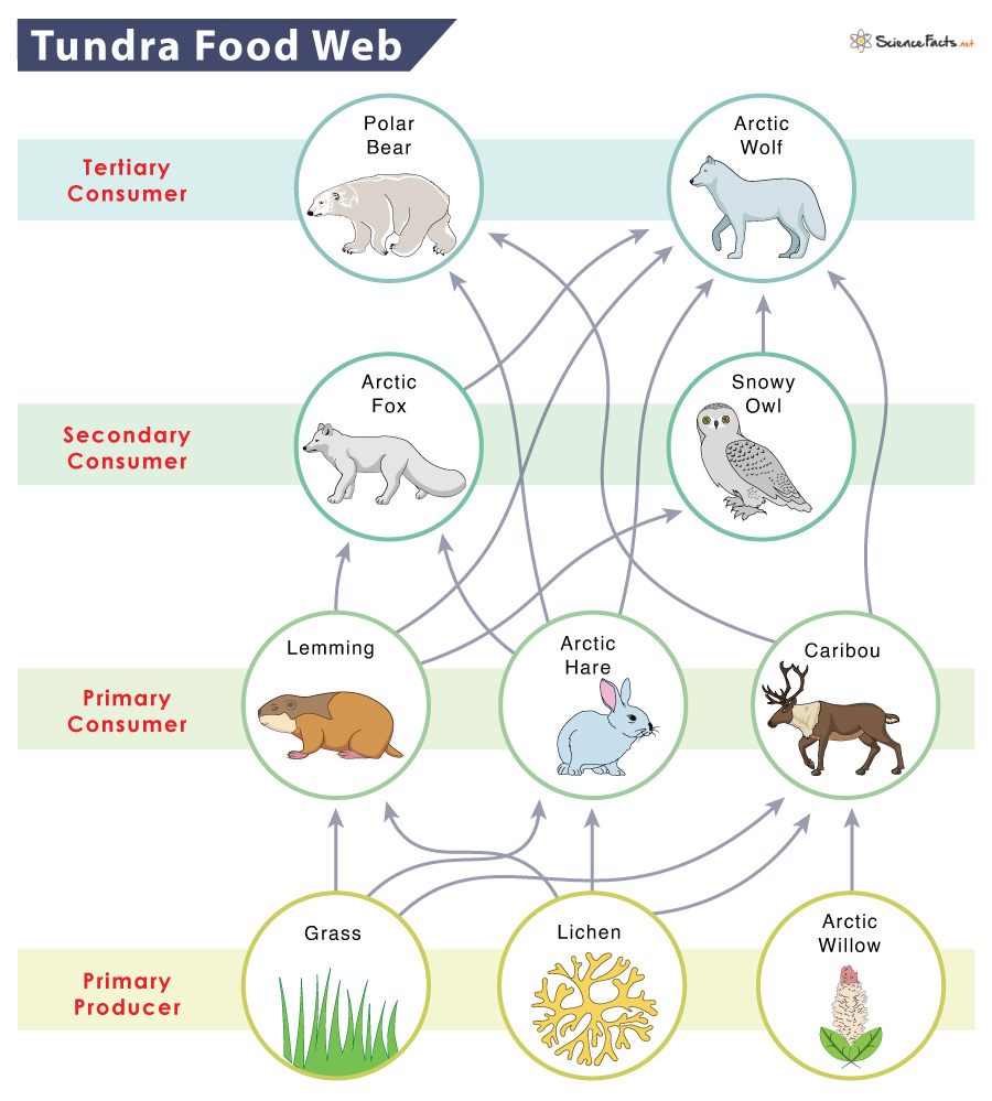 Tundra Food Web