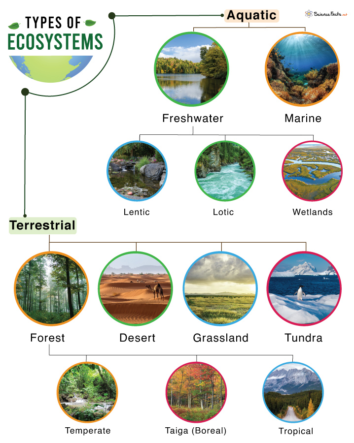 Types Of Terrestrial Ecosystems