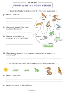 food web worksheet 5th grade pdf
