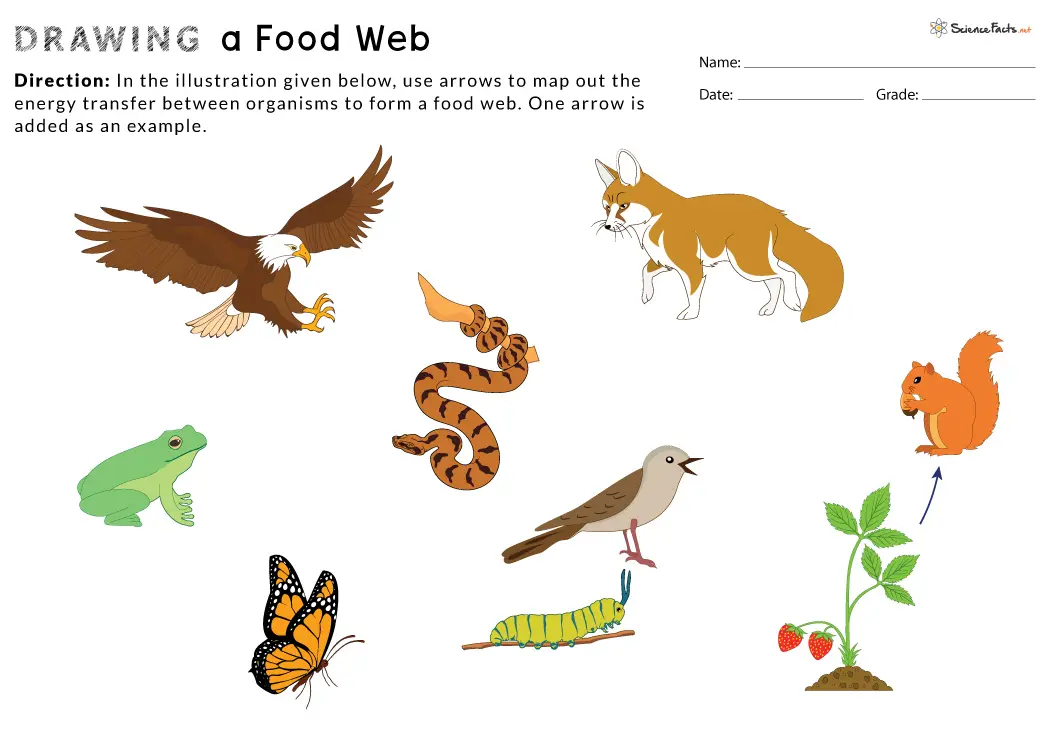 How to Draw a Food Web: 11 Steps (with Pictures) - wikiHow | Food web, Food  web activities, Food web design