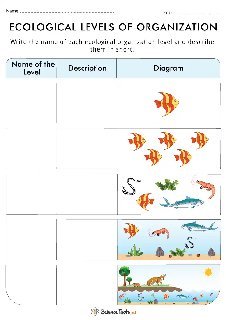 Levels of Ecological Organization Worksheets - Free Printable