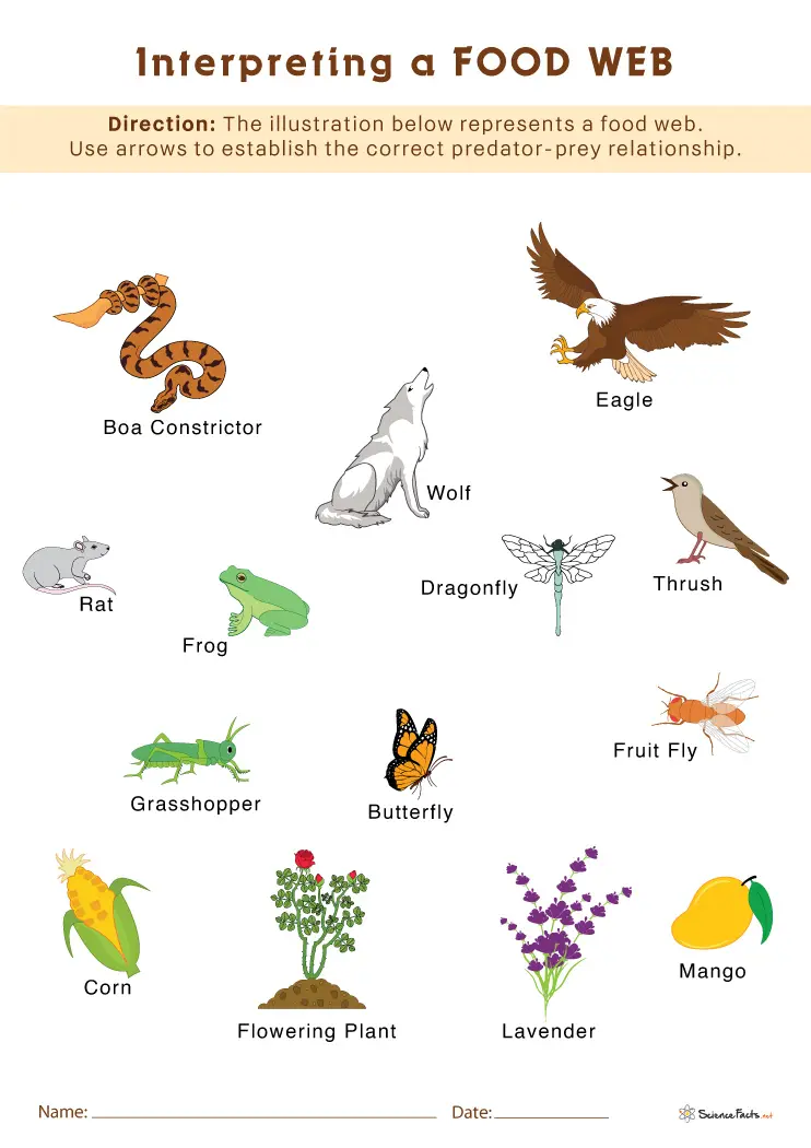 Food Chains And Webs Worksheets