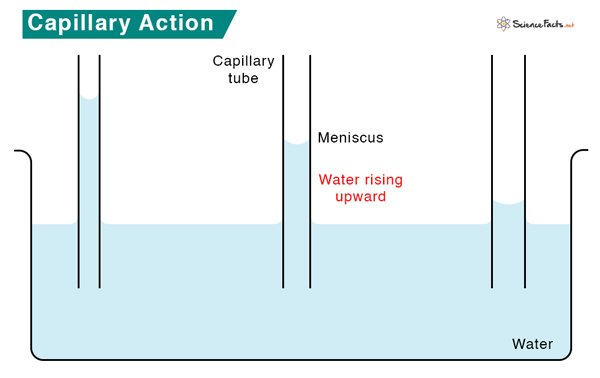 Capillary Action