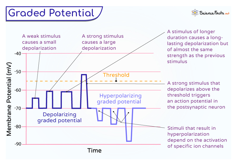 characteristics of graded potentials