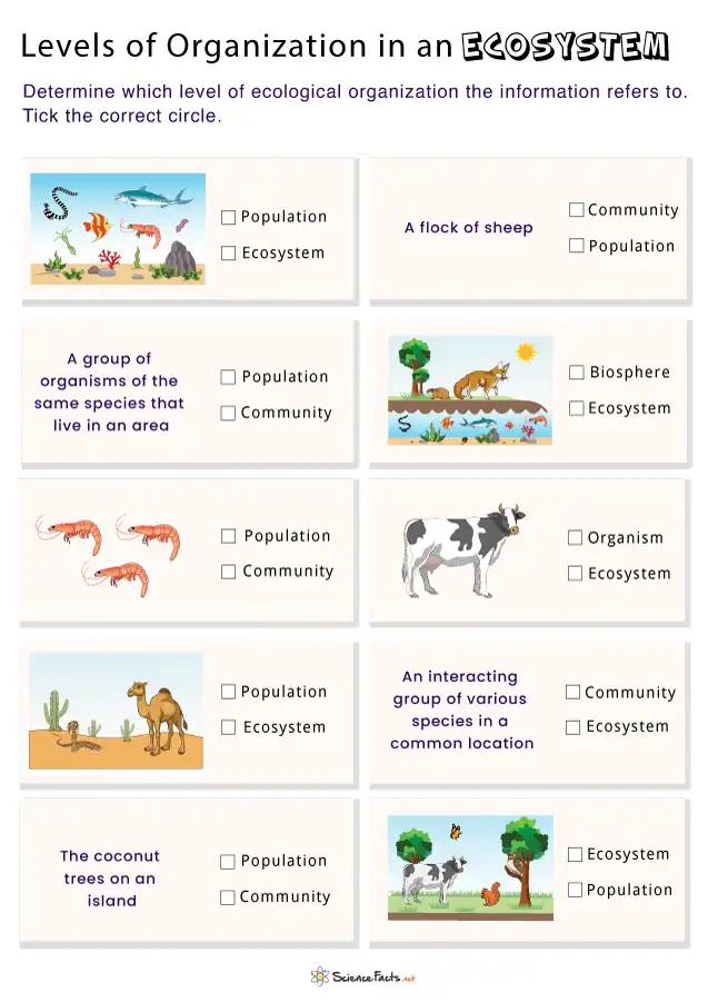 Levels of Ecological Organization Worksheets - Free Printable
