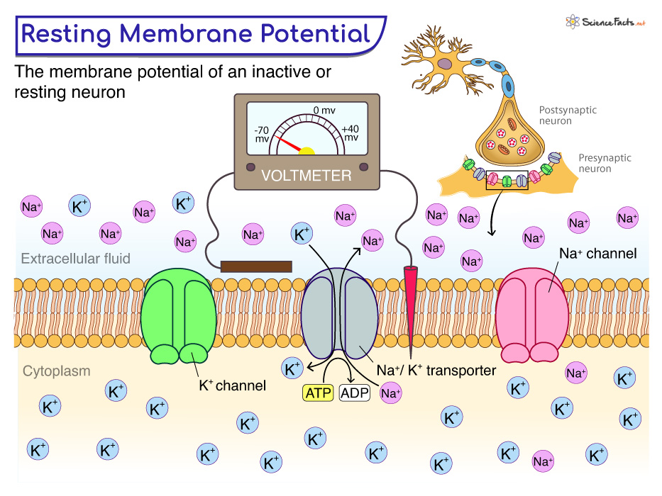 Resting Membrane Potential