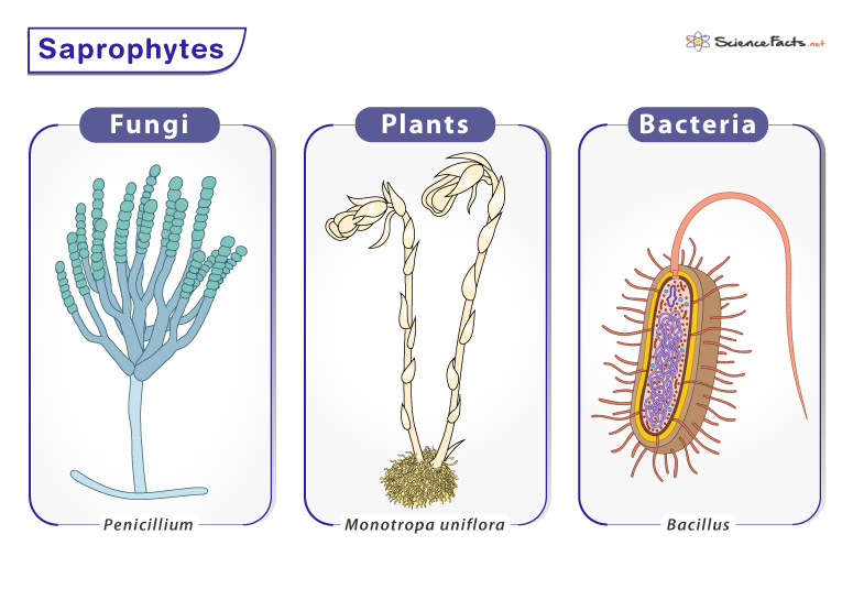 Saprophytes