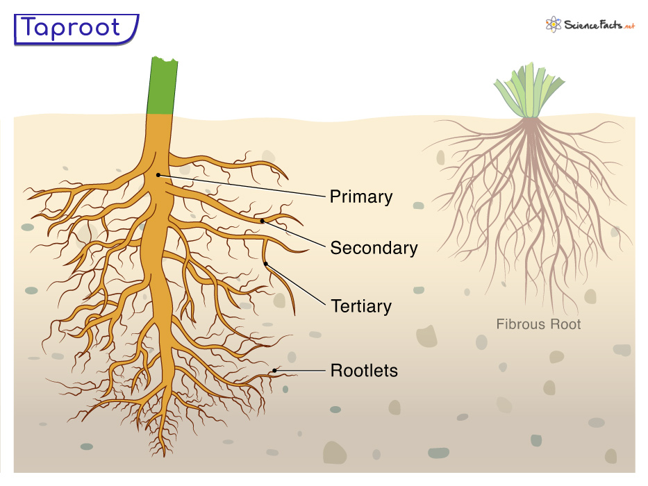 Taproot