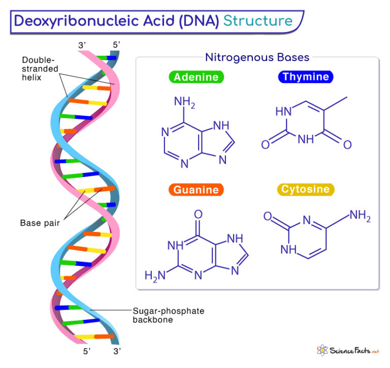 Dna Structure Explained Dna Double Helix Structure UAJET