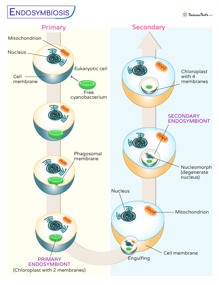 Endosymbiosis