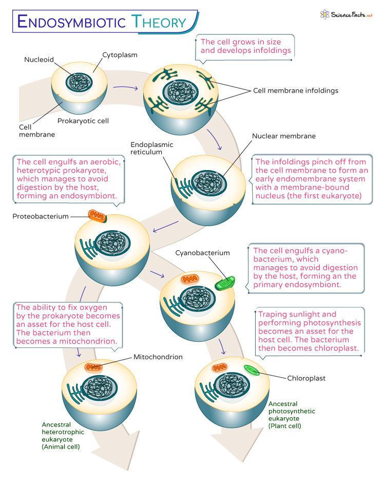 Endosymbiotic Theory