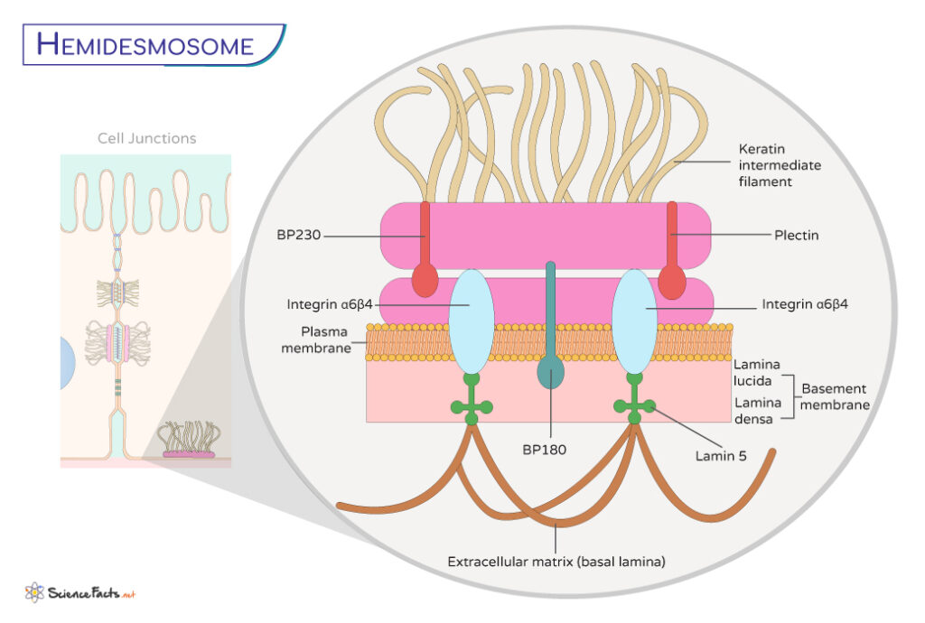 Hemidesmosomes