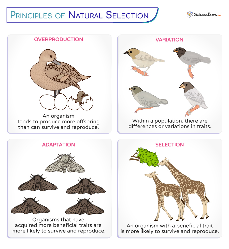 4 Principles of Natural Selection