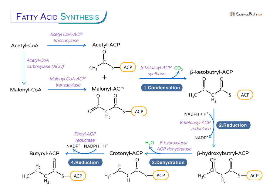 Fatty Acid Synthesis