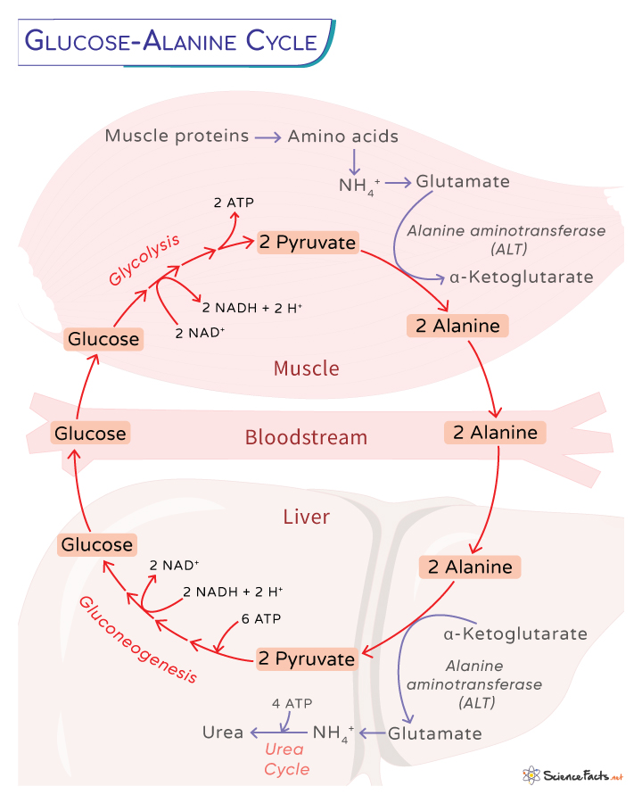 Glucose-Alanine Cycle