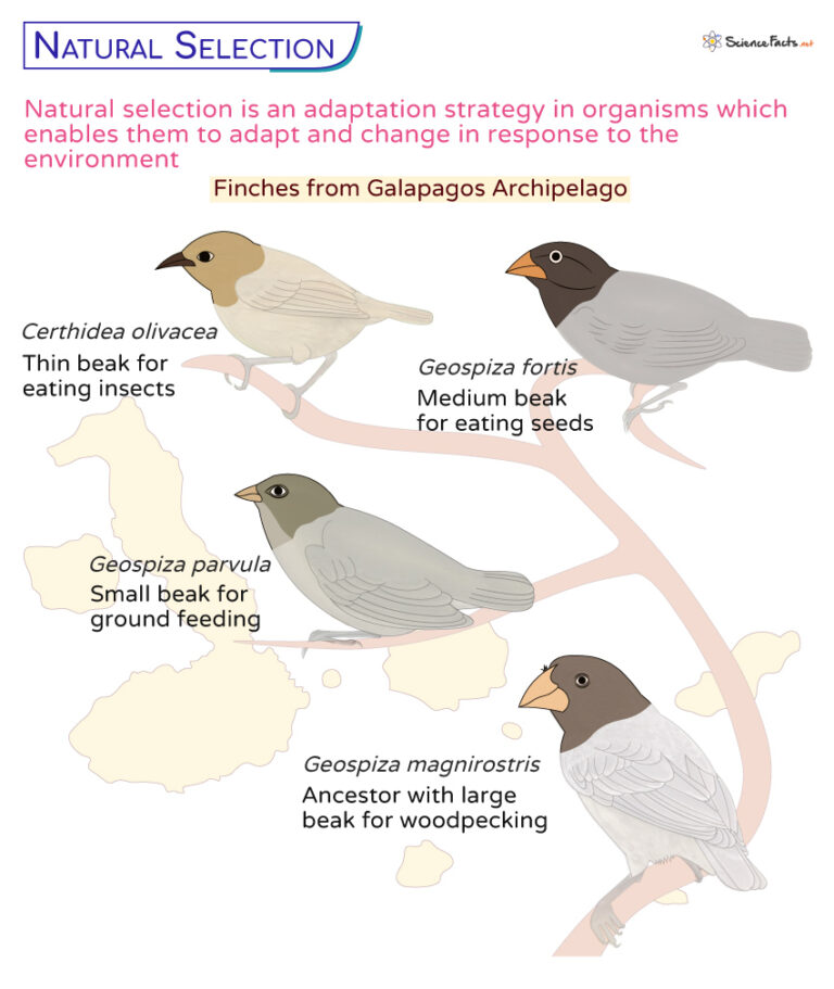 Natural Selection Definition, Principles, Process, Types, & Examples
