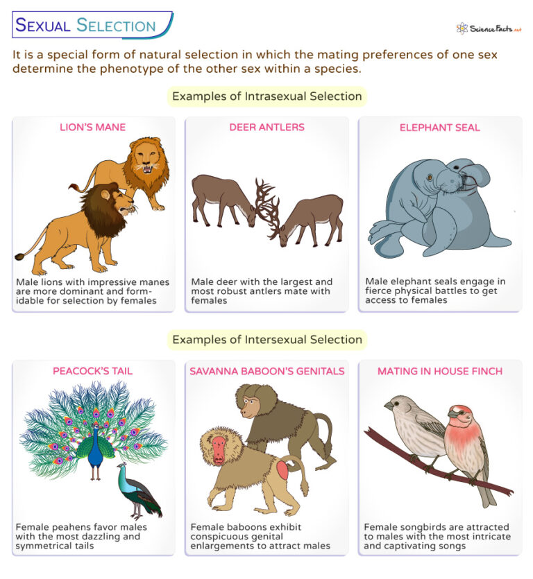 Sexual Selection Definition Types Examples And Graph Sexual Selection Definition Types Examples And Graph