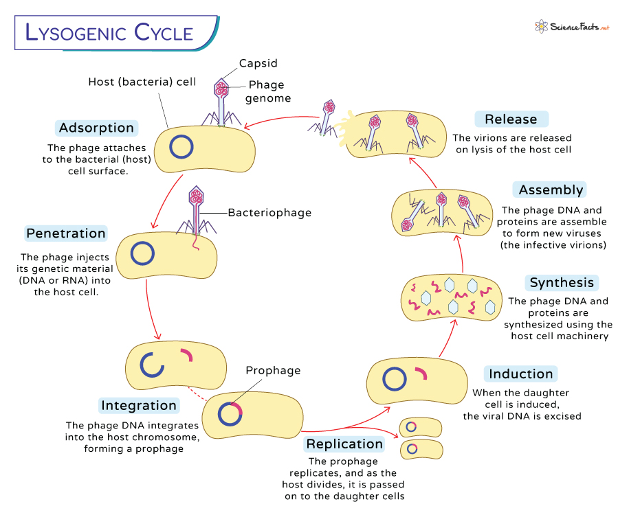 Lysogenic Cycle