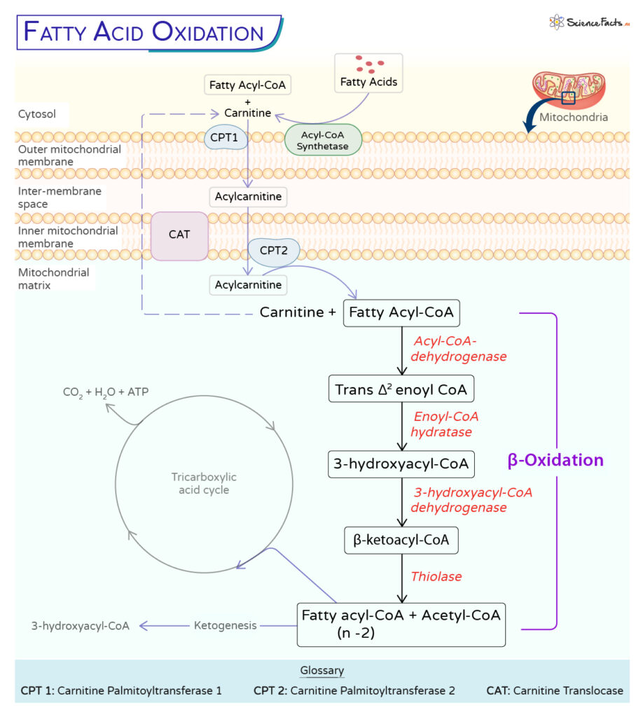 Fatty Acid Oxidation