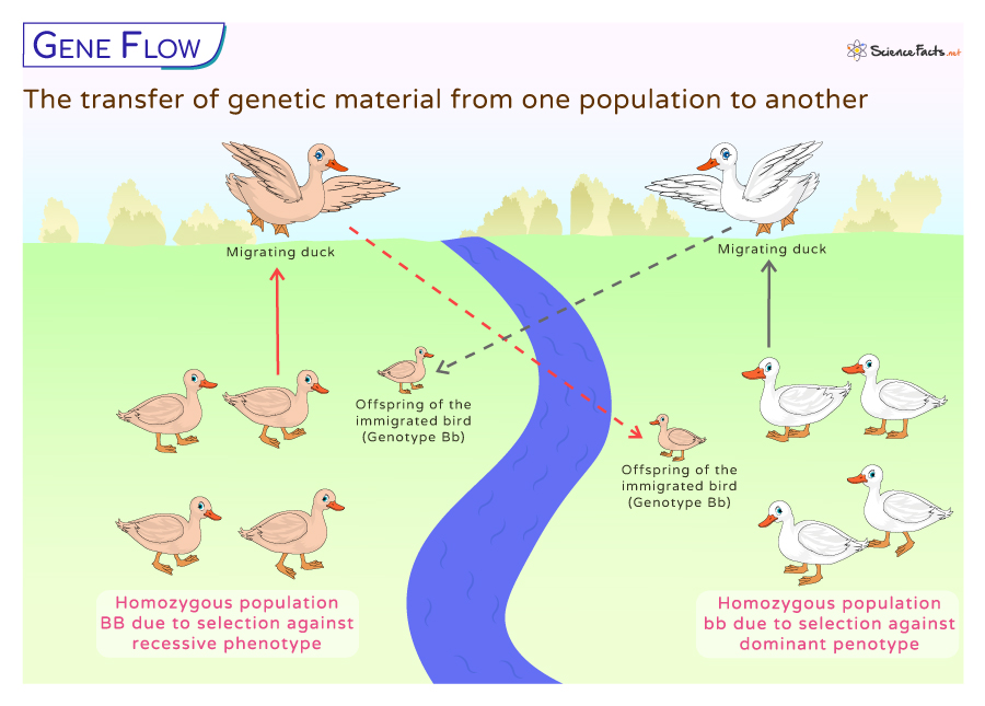 Gene Flow