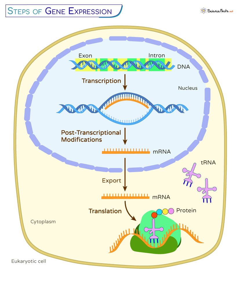 Gene Expression